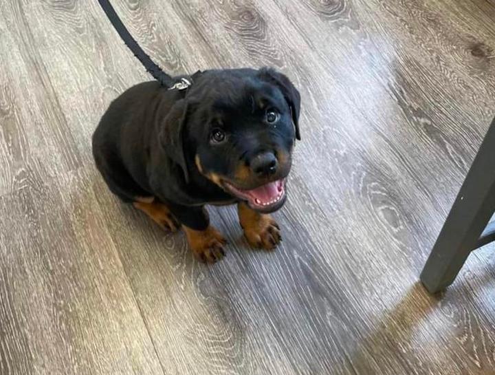 Sigler Animal Hospital Akron Veterinary Hospital